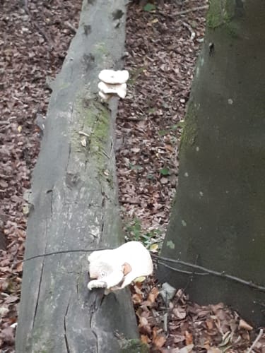 Bachtour Lauterbach (Premiumwanderweg)