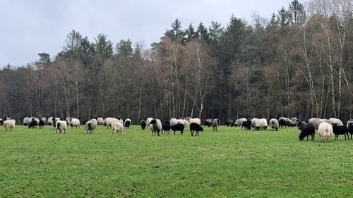 Heidschnuckenweg Etappe 3: Handeloh - Undeloh