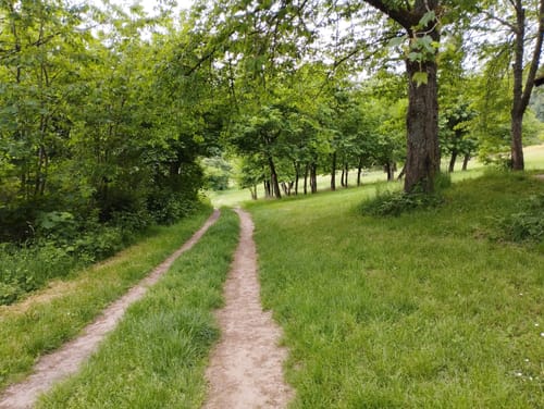 Rauenthaler Spange (Premiumwanderweg)