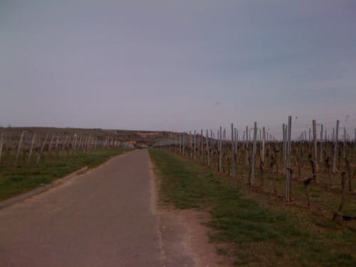 Rundweg ab Bad Dürkheim