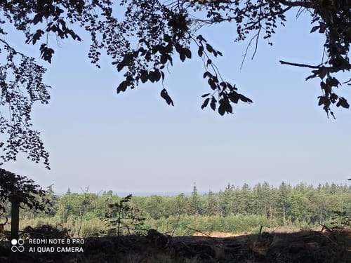 Durch den Börsteler Wald