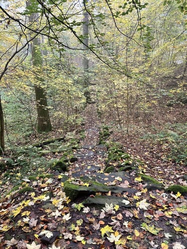 Hoher Meißner P1 (Premiumwanderweg)