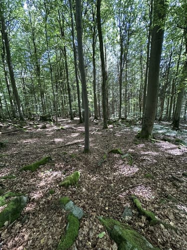 Maulkuppe - Rhönrundweg 14