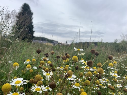 Vom Campingplatz Weiherhof um den Wiesensee