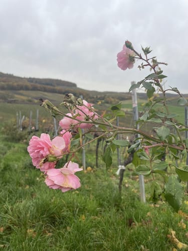 SB2 Vom Schozachtal zum Deinenbach - Weinwanderung