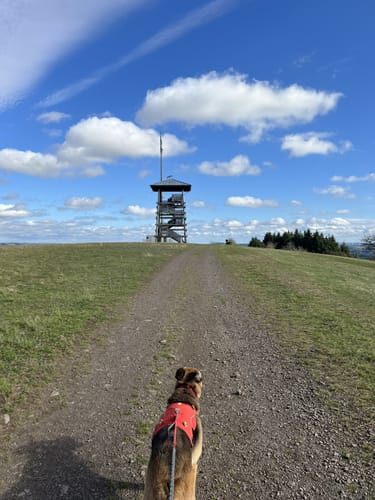 HeimatSpur: Lavaweg Deudesfeld