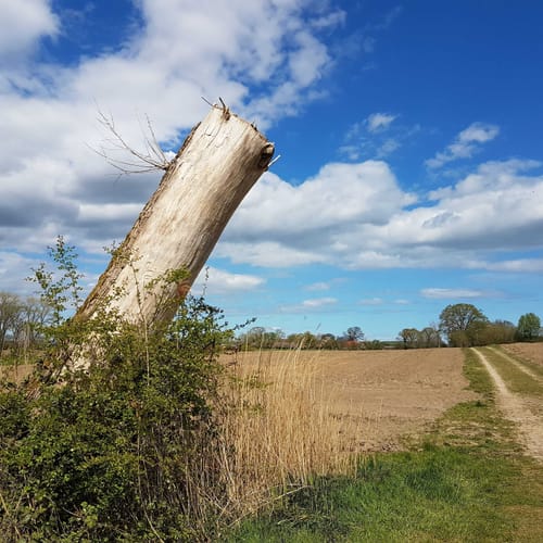 Sehestedtwald entlang des Nord-Ostee-Kanals