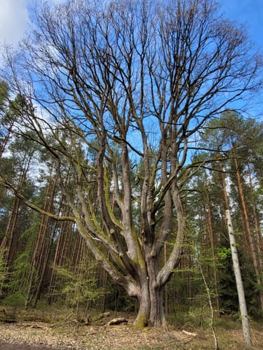 Heidschnuckenweg Etappe 13: Dehningshof - Residenzstadt Celle