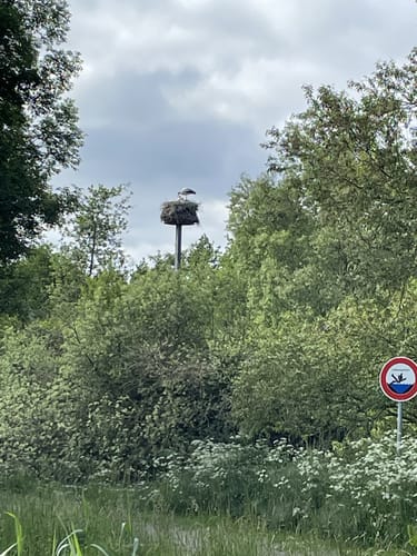 S1 Ufer-Moorwiesenweg (Steinhuder Rundweg)