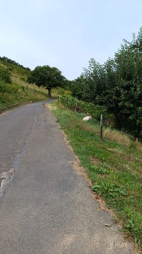 Ellenzer Rundweg