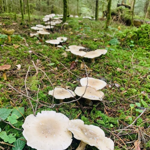 Waldpfad Calw