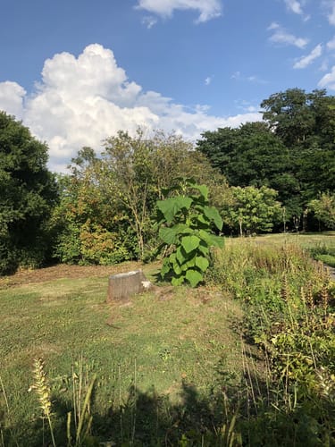 Neuer Botanischer Garten Marburg
