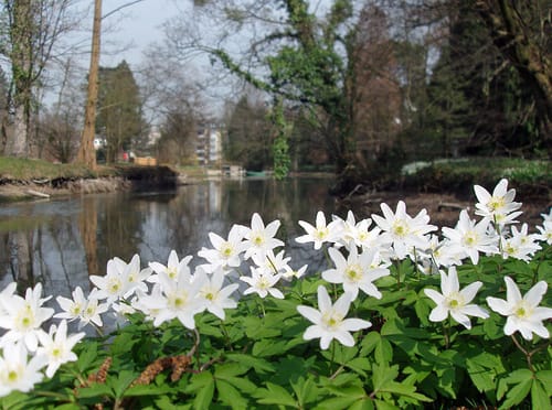 Hofgarten und Botanischer Garten Bonn