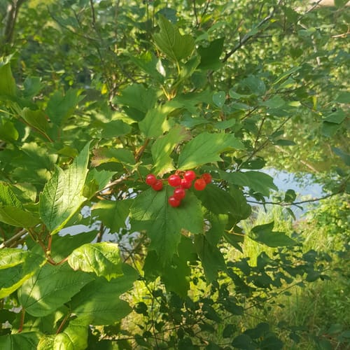 Um den Bachsee