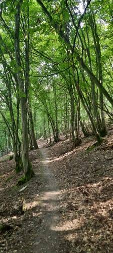 Von Kaisersesch ins Endertbachtal