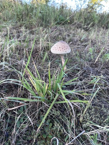 Döberitzer Heide ab Spandau
