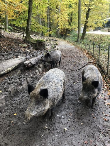 Wildpark Hundshaupten