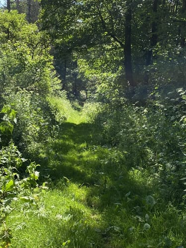 Premiumwanderweg: WeitblickTour Ulrichstein