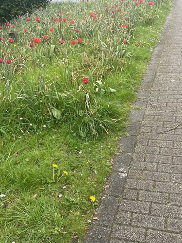Mammutmarsch Ruhr (30 km)