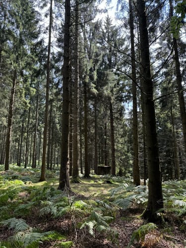 Heidschnuckenweg Etappe 1: Fischbek - Buchholz in der Nordheide