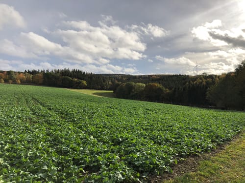 Kirchspiels Tälertour (Moselsteig Seitensprung)