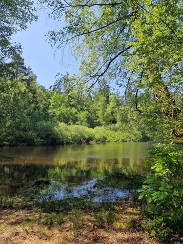Ums Wiesbüttmoor und den Wiesbüttsee