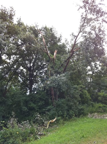 Entlang den Rheinauen