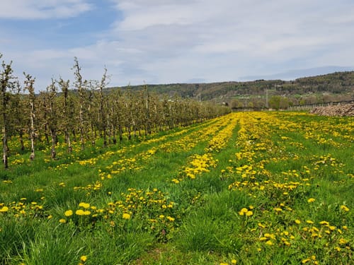 Überlinger See