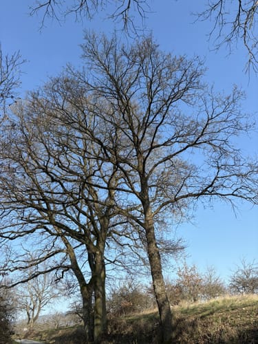 Runde bei Neuenhain