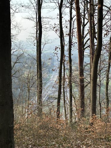 Waldseilgarten und Eiche am alten Rain ab Naturfreundehaus Herrenberg