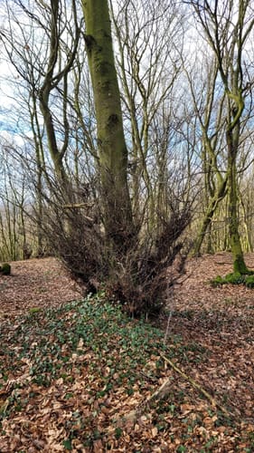 Teutoburger Wald, Schornstein und Hollandskopf