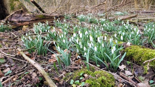 Teutoburger Wald, Schornstein und Hollandskopf