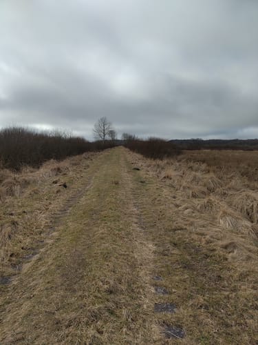 Wildes Moor bei Schwabstedt