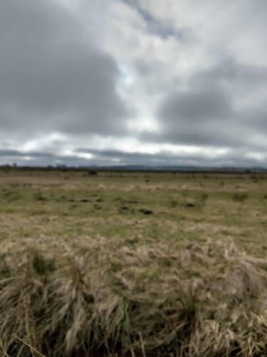 Wildes Moor bei Schwabstedt