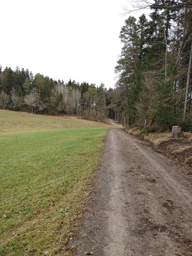 Im Aichwald