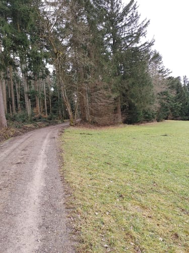 Im Aichwald