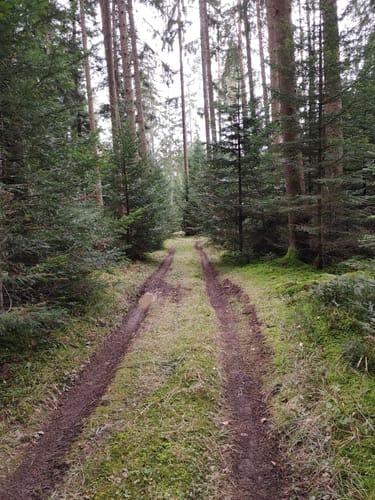 Im Aichwald