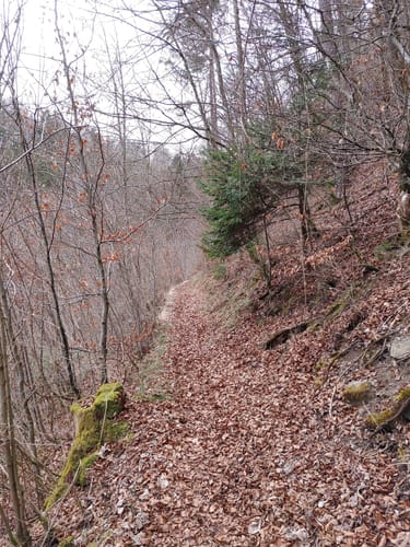 Im Aichwald