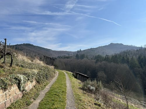 Zunsweiler - Silberköpfe