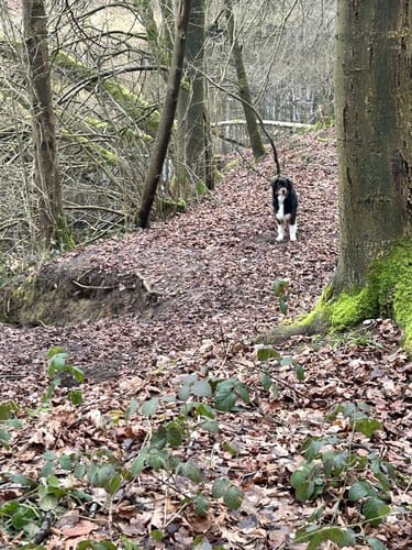 Zum Fresensee