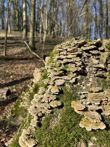 Canyon Tour (Premiumspazierwanderweg)