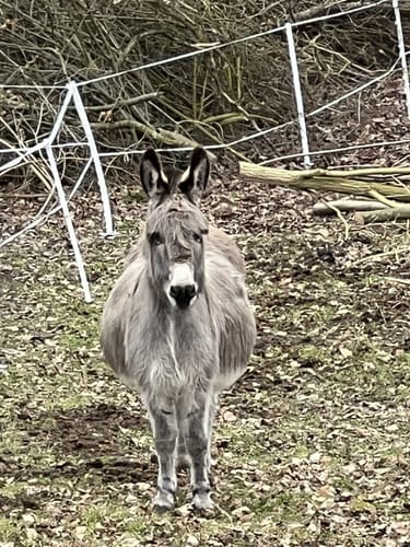 Rundwanderweg Kembs