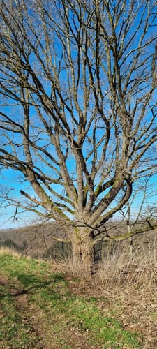 Sickinger Höhenweg bei Waldfischbach