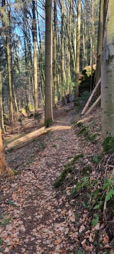 Sickinger Höhenweg bei Waldfischbach