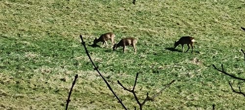 Sickinger Höhenweg bei Waldfischbach