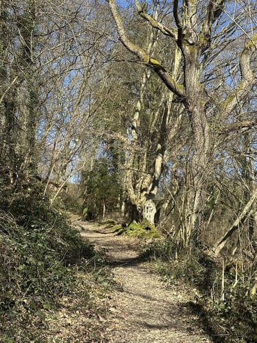 Niederfeller Schweiz (Premiumspazierwanderweg)