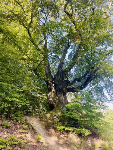Radtour: Westerwaldrunde von Betzdorf