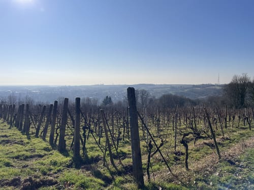 Circuit viticole sans frontière