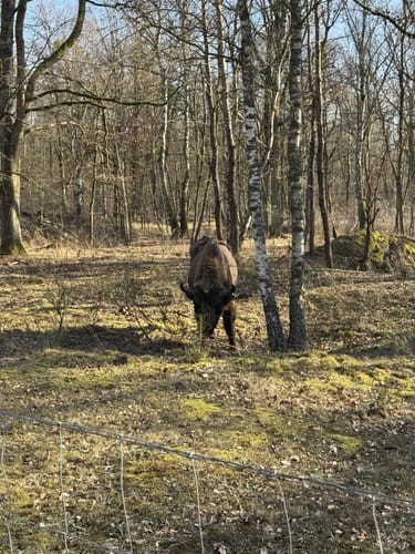 Durch die Döberitzer Heide (Seeburg Eingang)