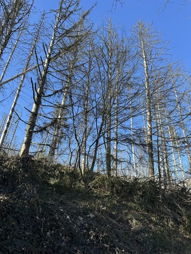 Gemünd - Wolfgarten Rundwanderung